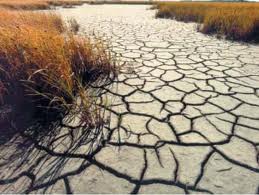 ASAJA Ávila advierte de que la falta de precipitaciones puede condicionar la campaña de cereal