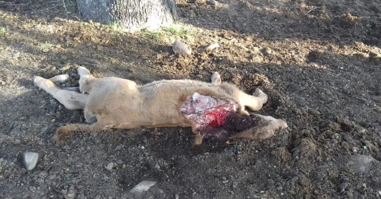 Asaja Salamanca Los ganaderos se ven desamparados por la Administración ante los ataques de lobo