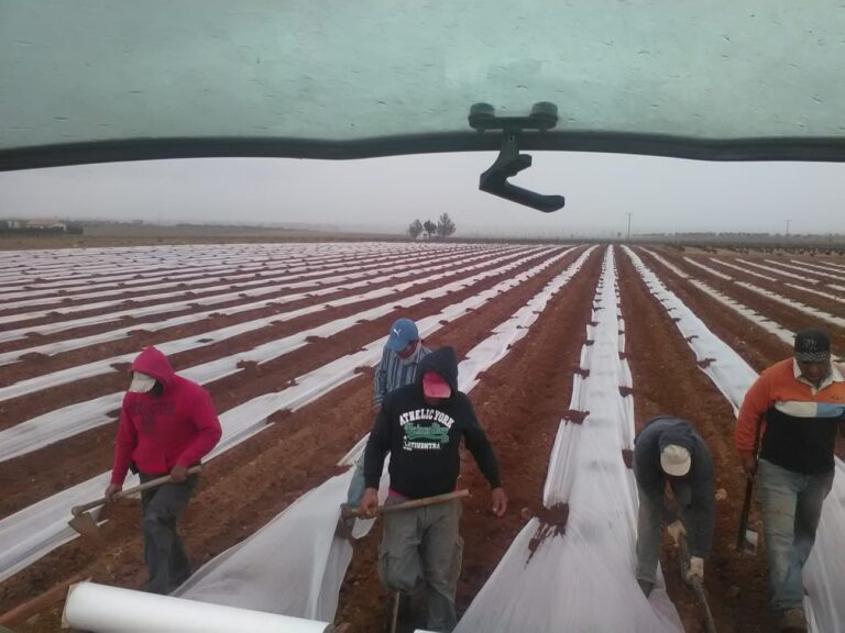 La Interprofesional pide a los productores de melón y sandía no bajar la guardia en la planificación