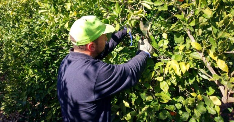 Los costes de los cítricos aumentan un 70% en 30 años mientras los precios en origen se estancan