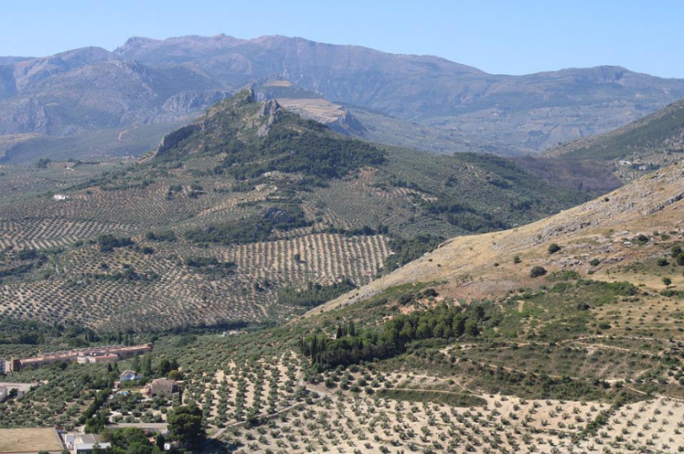 Asaja Jaén. Nueva venta de humo del ministro Planas con el anuncio de una ayuda asociada para el olivar tradicional en la nueva PAC