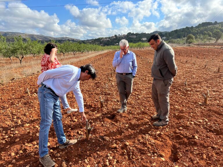 Asaja Alicante alerta sobre la situación catastrófica de la uva Moscatel de secano en la provincia