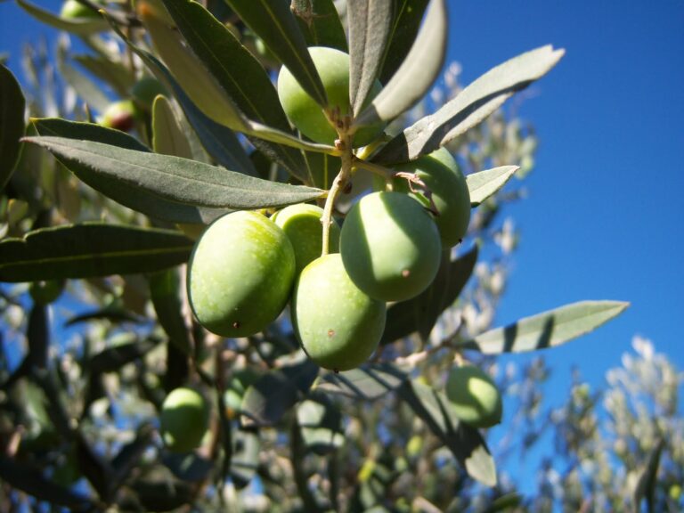 ASAJA-JAÉN destaca las excelentes salidas de aceite al mercado en mayo y augura un stock cero si continúa este ritmo