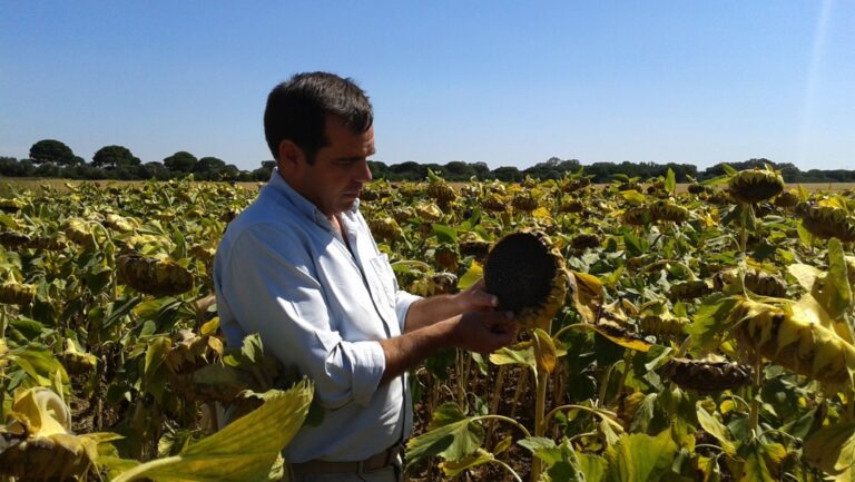 Innovando en la Siembra del Girasol