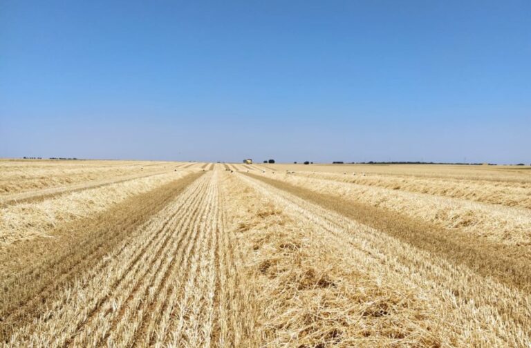 Asaja Salamanca alerta sobre el creciente número de topillos en la provincia