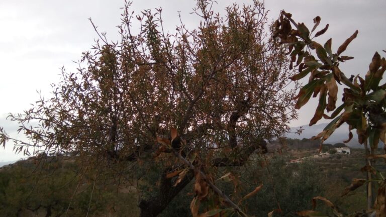 Asaja AVA urge a acabar la erradicación de la Xylella tras llegar a la provincia de Valencia