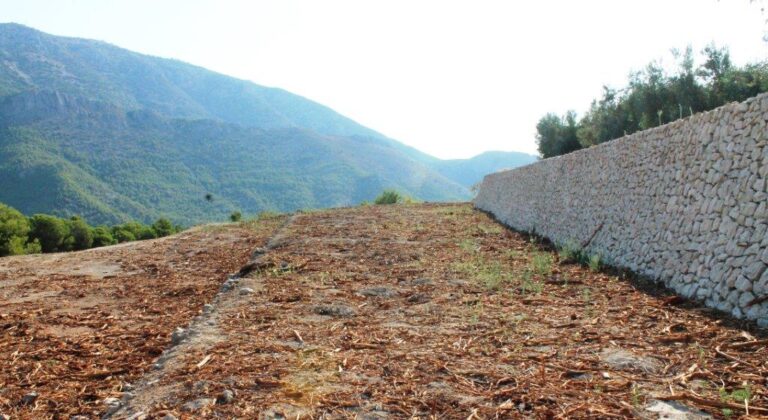 ASAJA Alicante y AXFA denuncian que el aumento de especies forestales infectadas demuestra la inutilidad de la erradicación masiva de almendros