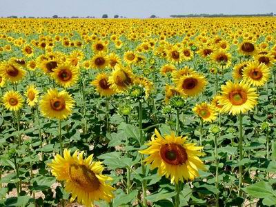 La ola de calor adelanta la recolección del girasol en Sevilla