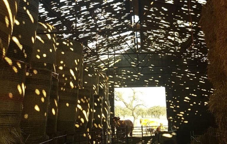 Asaja Córdoba pide a Planas compensar a los ganaderos por los daños en la montanera