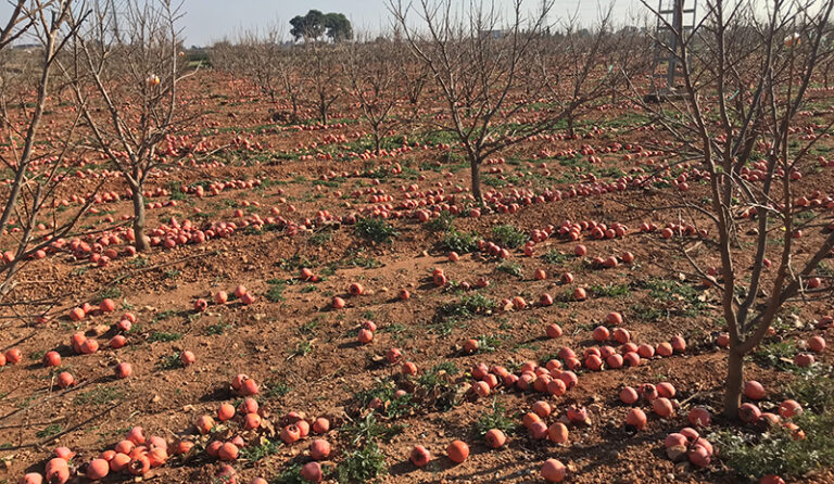 El veto ruso cumple diez años causando 400 millones de pérdidas a la agricultura valenciana