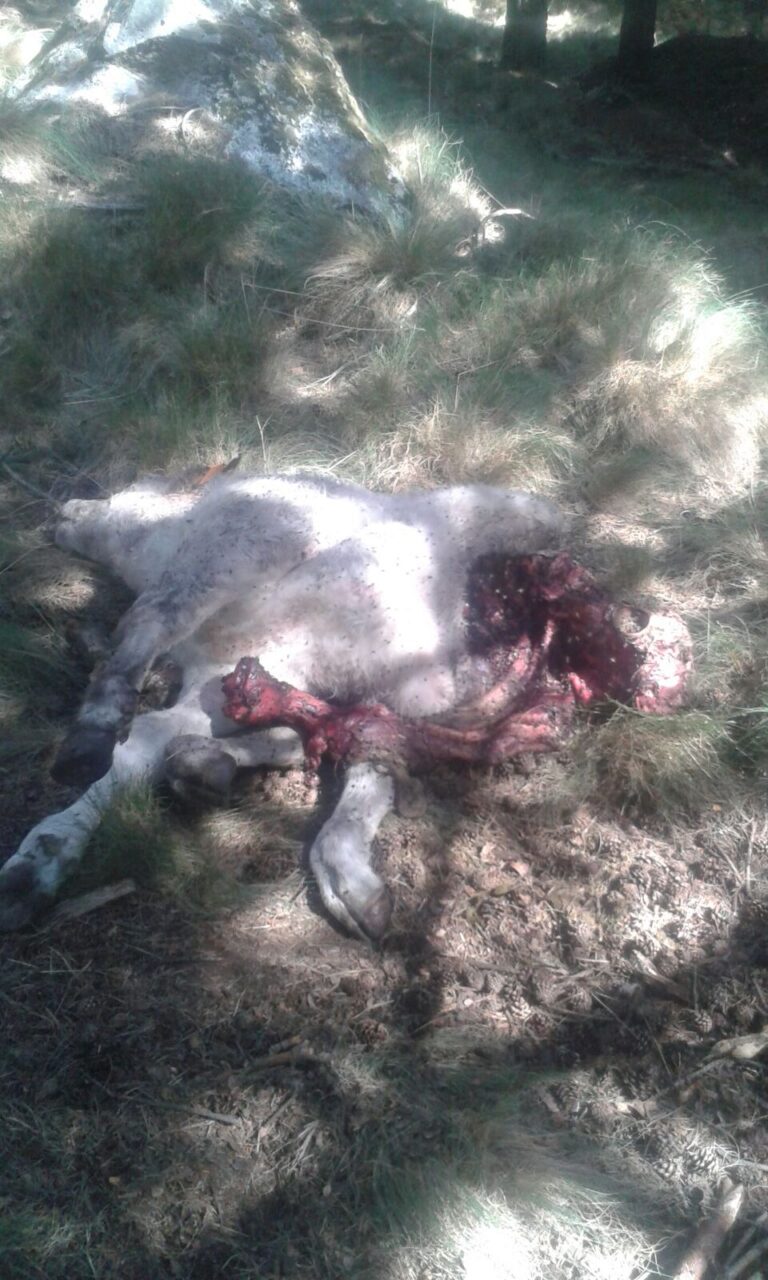 La cabaña ganadera de San Martín del Pimpollar sufre cinco ataques de lobo en los últimos quince días.
