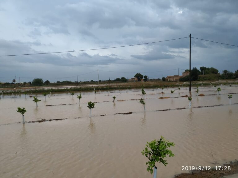 Catástrofe agrícola en la Vega Baja y el Ato Vinalopó, donde se prevé la pérdida del cien por cien de las hortalizas y preocupa la evolución de los cítricos