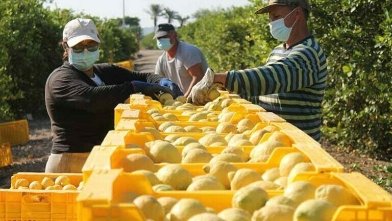 Asaja Alicante denuncia ante la AICA posibles irregularidades en los precios de los contratos de cítricos
