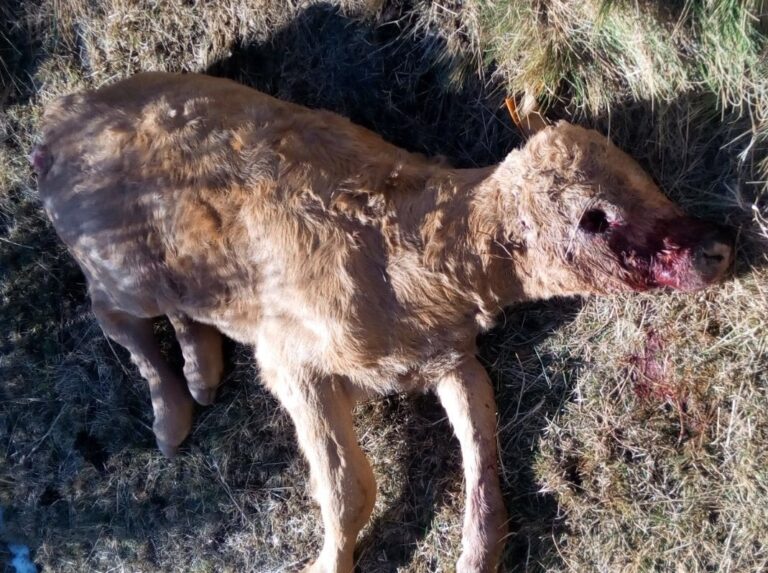 ASAJA Ávila denuncia que la Administración no ataja el problema del lobo en la provincia.
