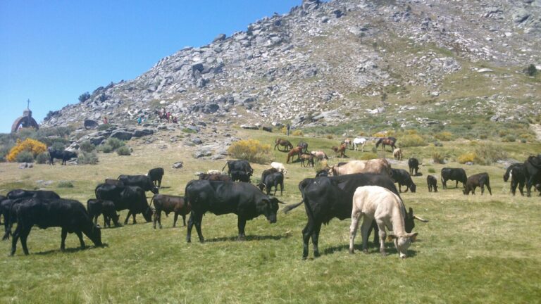 Asaja Avila. La organización profesional agraria reconoce con su máximo galardón el esfuerzo continuado de generaciones y generaciones de ganaderos