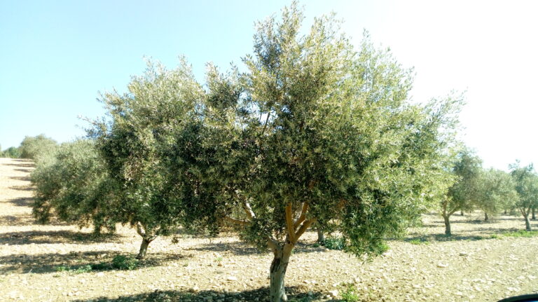 La provincia de Córdoba produce más de 37.427 toneladas de aceite en los dos primeros meses de campaña