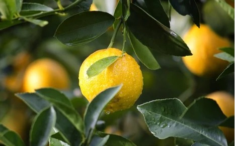 ASAJA Alicante denuncia que la industria del limón está “exprimiendo” al agricultor