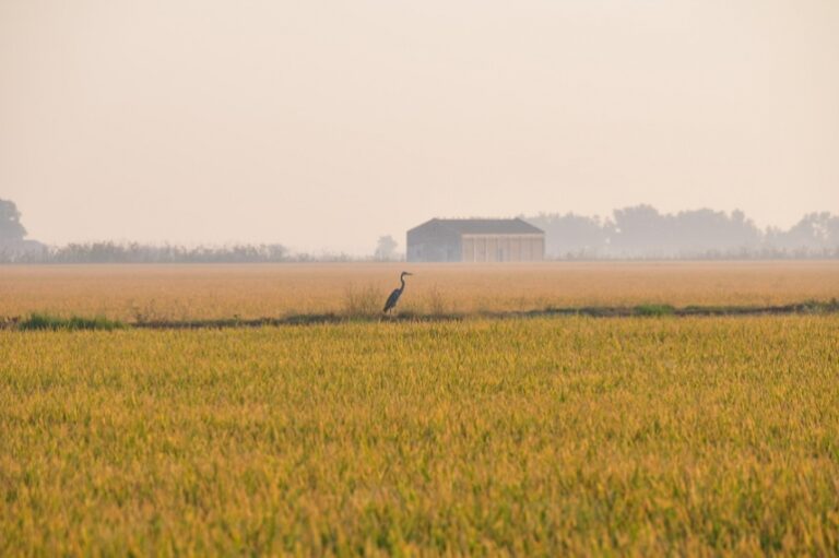 Asaja-Sevilla insta a la Comisión Europea a aplicar la cláusula de salvaguarda para frenar el daño causado por las importaciones masivas de arroz