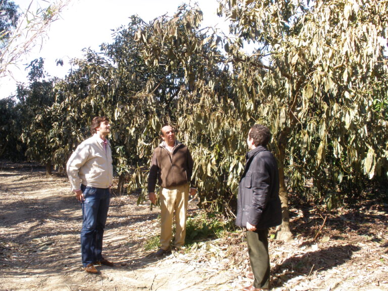 Las heladas en Almería causan daños en parte de los cítricos y aguacates
