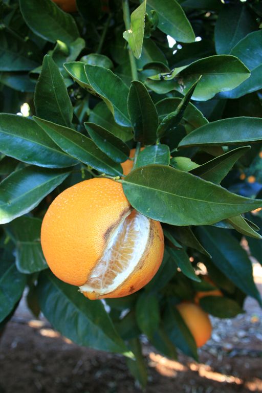 AVA-ASAJA . Agroseguro incluye el rajado de los cítricos como adversidad climática con derecho a indemnización