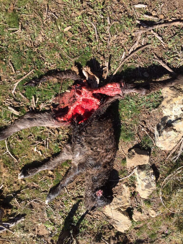 Nuevo ataque de lobos en Cebreros, esta vez a una ganadería de reses bravas