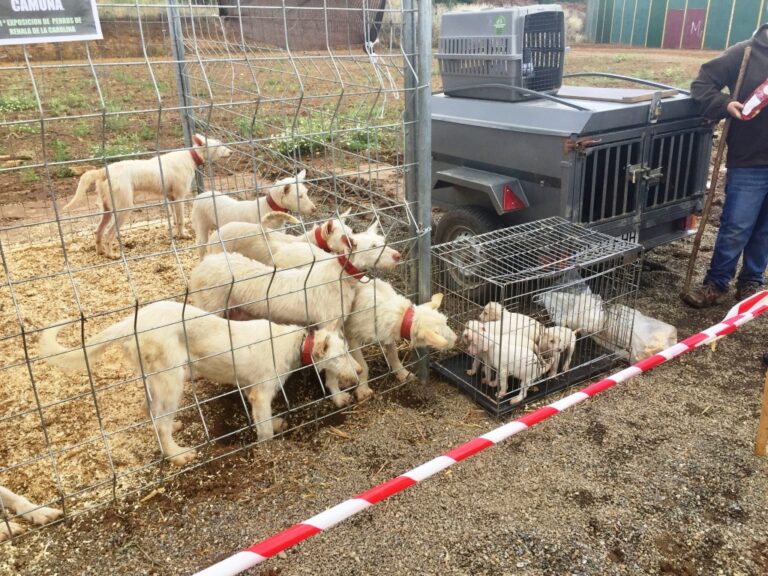 Asaja-Jaén pide que se autorice de forma excepcional la caza en las modalidades de aguardo, espera y rececho, o cualquier otra modalidad cinegética que se realice de forma individual, para paliar los graves daños cinegéticos que sufren los campos