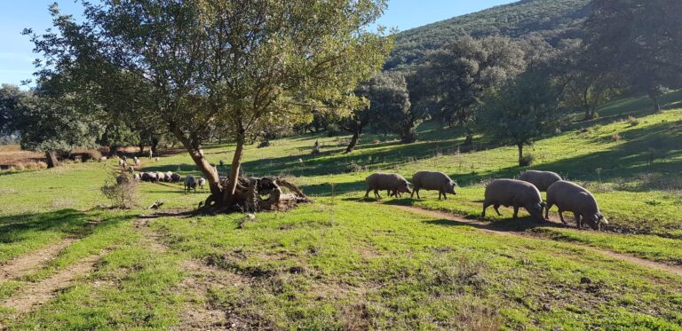 El sector del Cerdo Ibérico está al límite. ASAJA Cádiz denuncia al Gobierno el incumplimiento del Real Decreto 5/2020, Artículo 1.