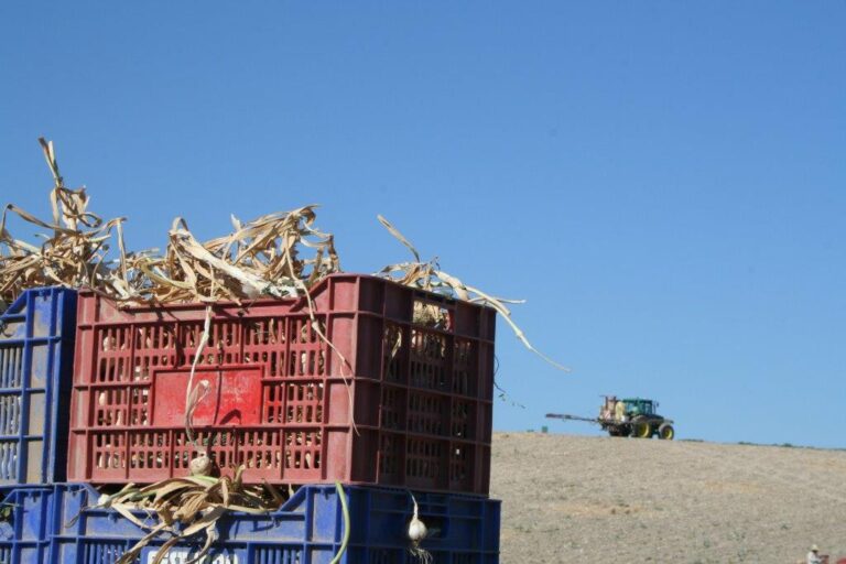 Comienza la recogida del ajo con una cosecha a la baja por la pérdida del 50% de superficie en Córdoba