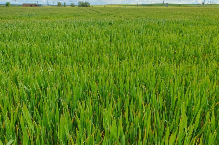 El campo celebra San Isidro con la esperanza de que el último tramo no desbarate una cosecha bien planteada