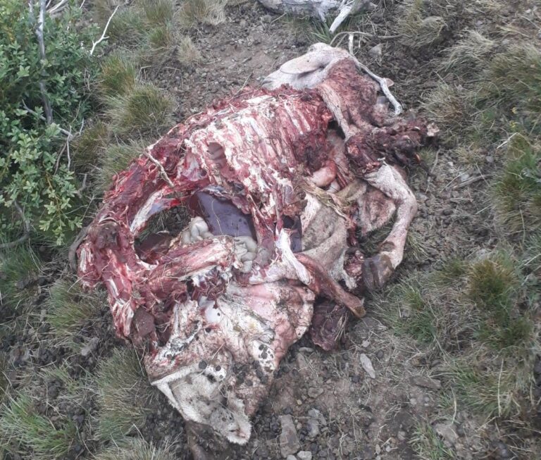 ASAJA ARAGÓN denuncia los graves ataques del Oso asesino Goiat en el Pirineo Aragonés