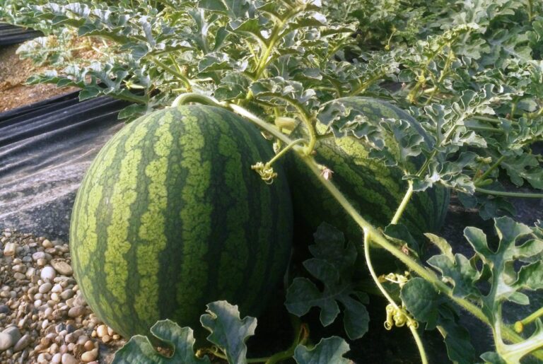Asaja estima en 75 millones de euros las pérdidas que  la campaña de sandía y melón deja en los agricultores