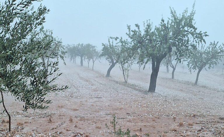 La DANA causa ya daños en almendras, olivos, naranjas y caquis en La Plana Alta y La Ribera