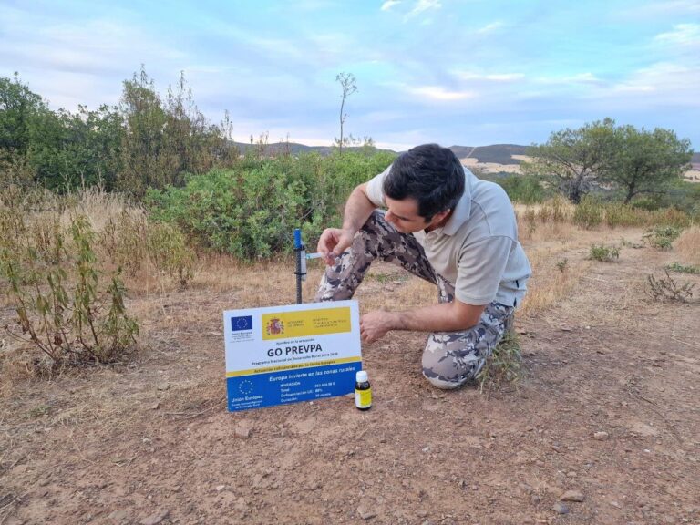 Un estudio piloto analiza el efecto de aromas  ecológicos para la atracción del jabalí
