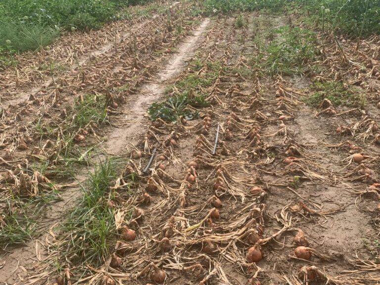 Asaja Toledo demanda a la Administración indemnizaciones justas para los agricultores afectados por la Dana