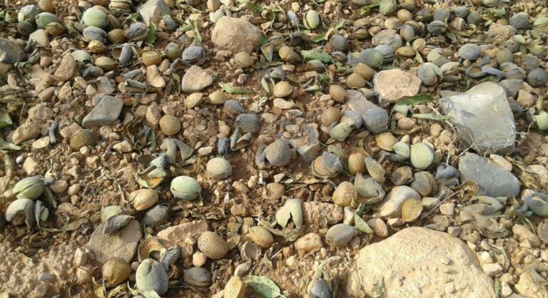 Los precios de la almendra bajan hasta un 35% en campo pero suben un 4,3% al consumidor