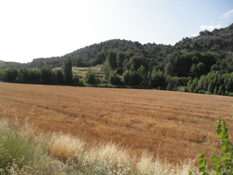 A partir del próximo 16 de octubre se podrá iniciar el pago de los anticipos de las ayudas directas de la PAC campaña 2019