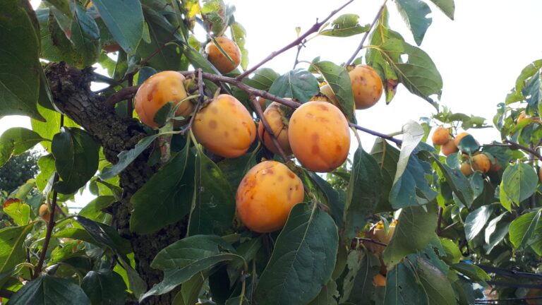 El pedrisco causa pérdidas de 4 millones de euros en 2.000 hectáreas de caquis y cítricos en La Ribera