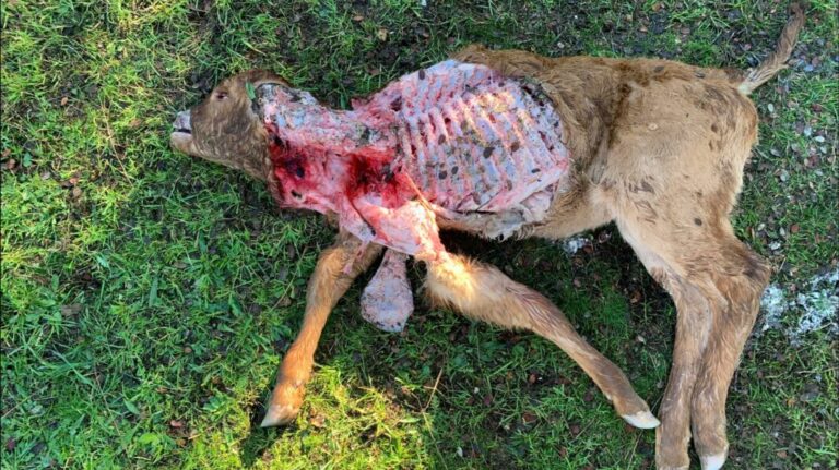 El lobo deja un ternero muerto en Santiz
