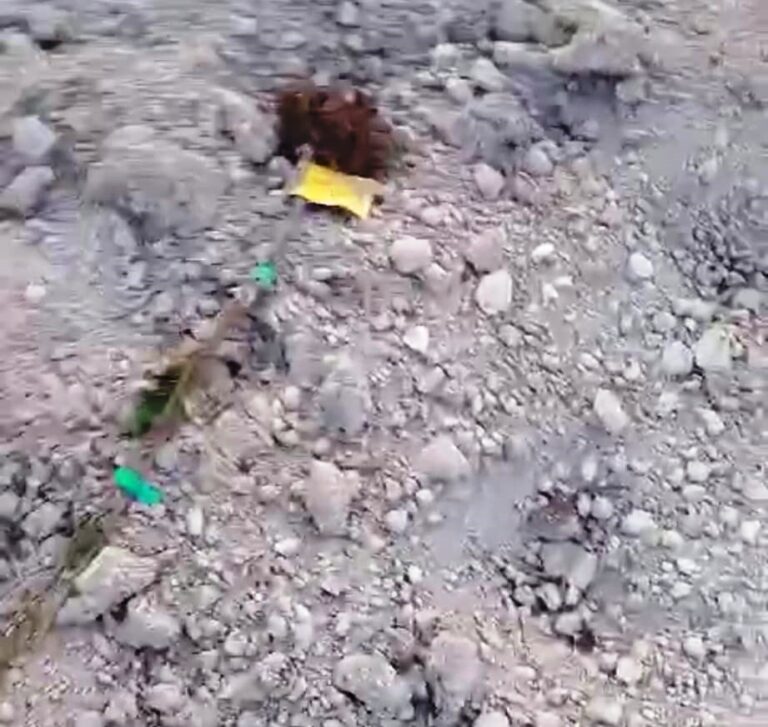 Los jabalíes arrancan la mitad de plantones de melocotones en un campo de la Vall d’Albaida