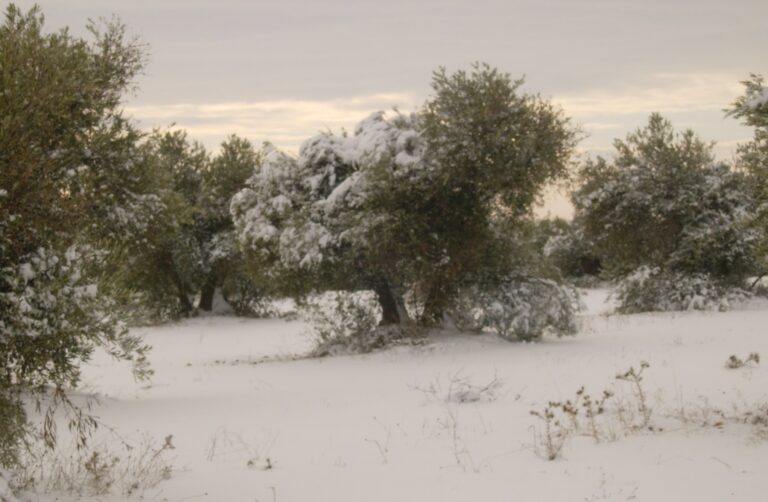 AMPLIADO EL PERIODO DE CONTRATACIÓN SEGURO DE OLIVAR