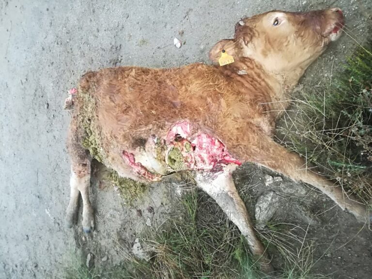 El problema del lobo en Ávila, in crescendo