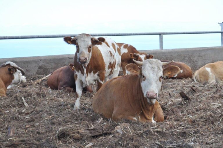 Asaja Canarias ASAGA denuncia que los ganaderos de Tenerife salen menos benificiados por las ayudas extraordinarias destinadas a la alimentación animal en 2022