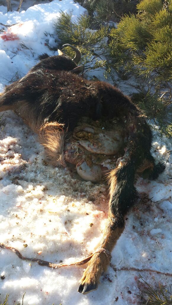ASAJA denuncia la muerte de 14 cabras y la desaparición de otras 80 por un ataque de lobos en Navarredonda y San Mamés