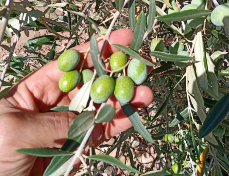La provincia de Córdoba produce más de 112.600 toneladas de aceite en los tres primeros meses de campaña