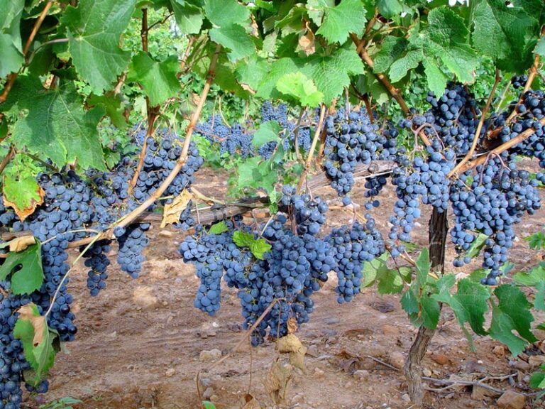 El próximo 25 de marzo finaliza el plazo para contratar las coberturas de helada del seguro de uva de vino