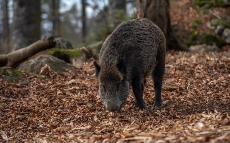 Los campos están sufriendo graves daños por las incursiones de la fauna silvestre