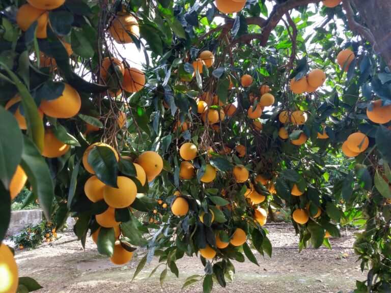 Concluye la campaña de cítricos tras el fuerte incremento de la demanda en las últimas semanas