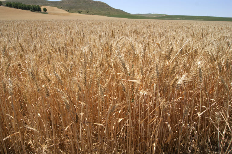 Calidad excepcionalmente buena de los cereales de la provincia de Cádiz