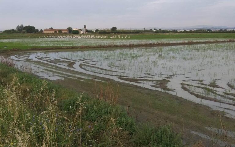 Los flamencos agravan los daños de la fauna salvaje en los arrozales de La Albufera