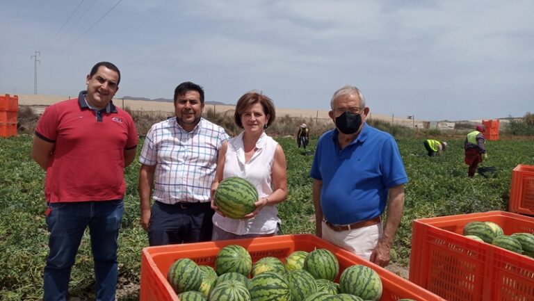 Se inicia la campaña de sandía al aire libre marcada por un incremento del 30% en los costes de producción